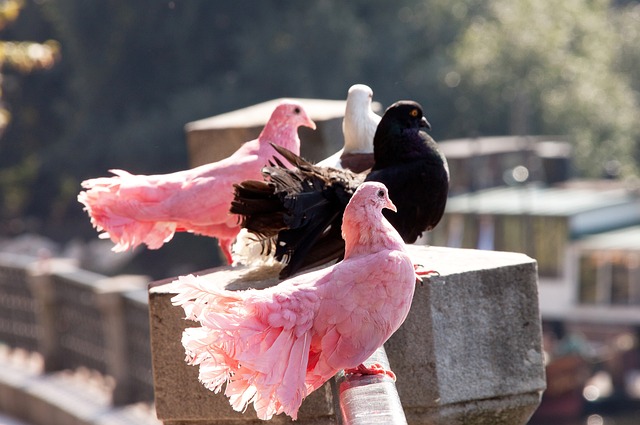 英超聯賽素 英超聯賽素